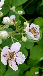 Close-up of butterfly pollinating on flower