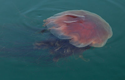 Puget sound jellyfish 