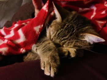 Close-up of cat relaxing