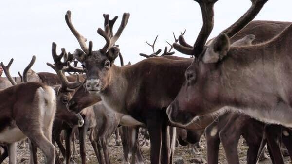 HORSES STANDING IN A DEER