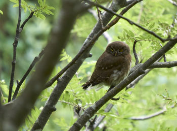 Close-up of bird perching on tree