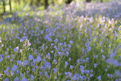 Close-up of purple flowering plants on field