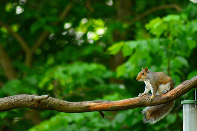 Squirrel on tree