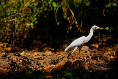 Gray heron on field