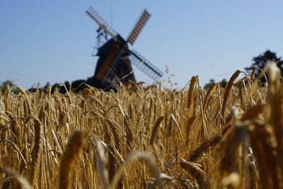 Wheat field by traditional windmill against clear sky