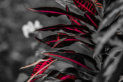 Close-up of red flower