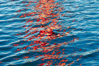 High angle view of fishes swimming in sea