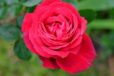 Close-up of red rose
