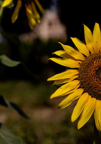 Close-up of yellow sunflower against blurred background