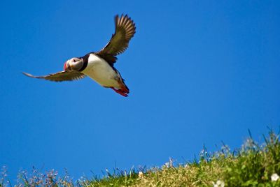 Low angle view of bird flying against clear blue sky