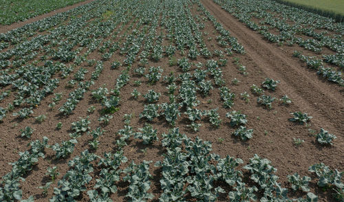 High angle view of corn field