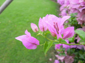 Close-up of wet pink flower blooming outdoors