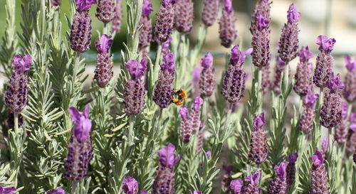 Close-up of bumblebee on purple flowering plants