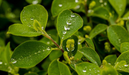 Close-up of leaves