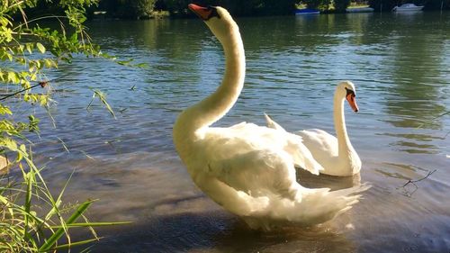 Swan swimming in lake