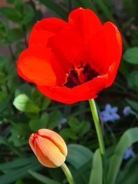 Close-up of red tulip