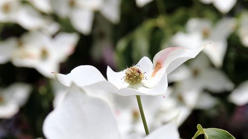 Close-up of white flowering plant