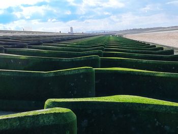 Close-up of fresh green grass against sky