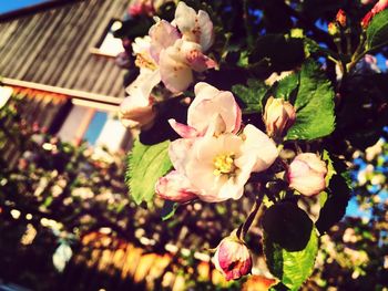 Close-up of pink flowers blooming on tree