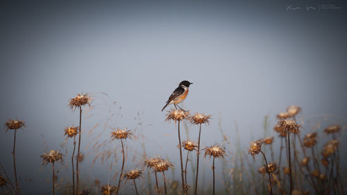 View of bird perching on flower against sky