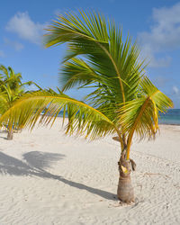 Coconut palm tree on beach against sky