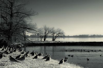 View of birds in lake