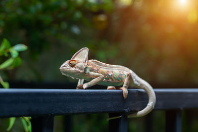 Close-up of lizard on metal railing