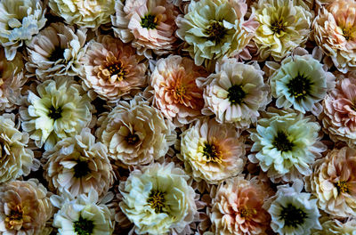 Full frame shot of white flowering plants