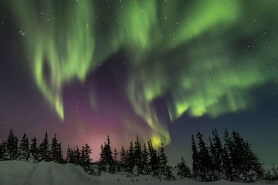 Trees against sky at night during winter