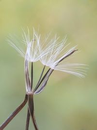 Close-up of flower against blurred background