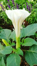 Close-up of white flowers