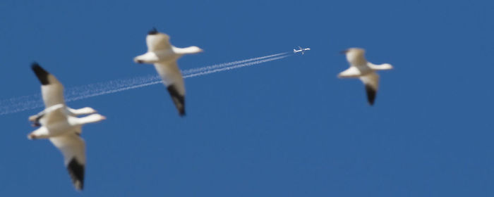 Low angle view of bird flying against blue sky