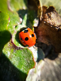 Close-up of ladybug on leaf