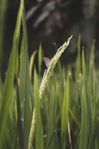 Close-up of grasshopper on field