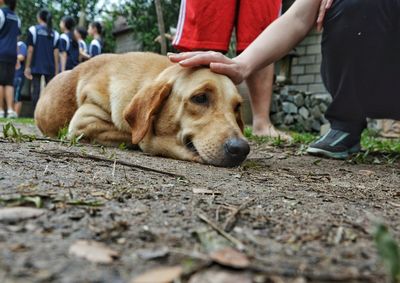 Low section of people with dog