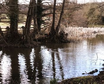 Scenic view of lake in forest
