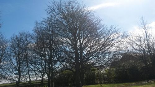 Bare trees on grassy field