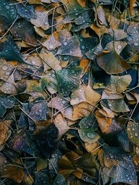 Close-up of autumn leaves