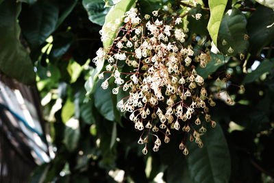 Close-up of white flowering plant