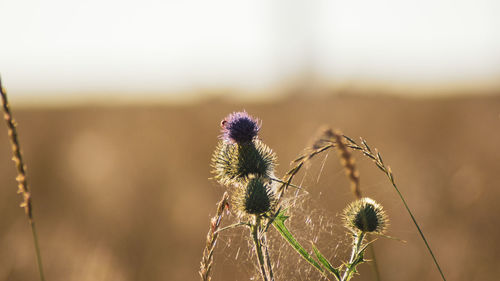 Close-up of wilted thistle