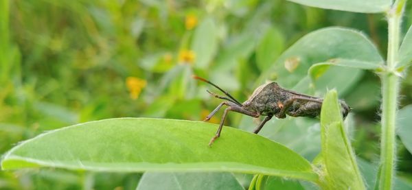 Close-up of insect on plant