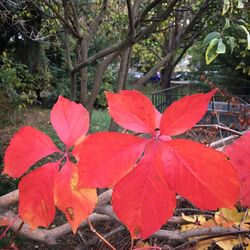 Close-up of red leaves on plant