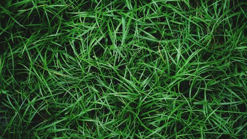 High angle view of grass growing in field