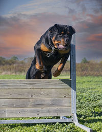 Dog looking away on field