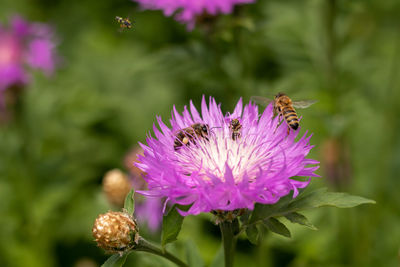 A bee flies towards a purple and white cornflower flower with three bees. bees collect nectar. 