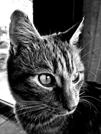 animal