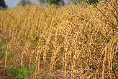 Close-up of wheat plants on land