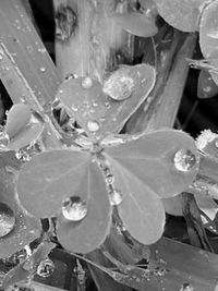 Close-up of wet flowers