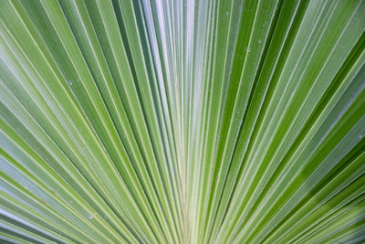 Full frame shot of palm leaf