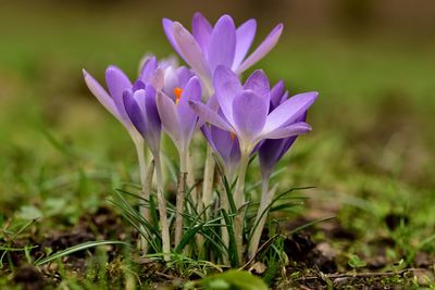 Close-up of crocus flower